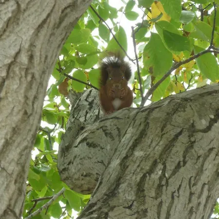 Virevent قرقشونه