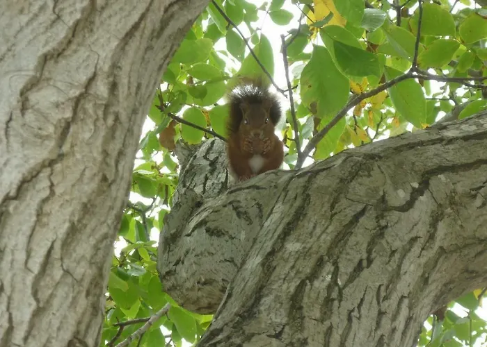 Virevent Carcassonne